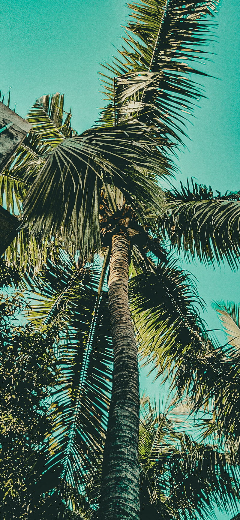 Vintage tree, coconut, coconut tree, green, palm, trees, HD phone wallpaper  | Peakpx