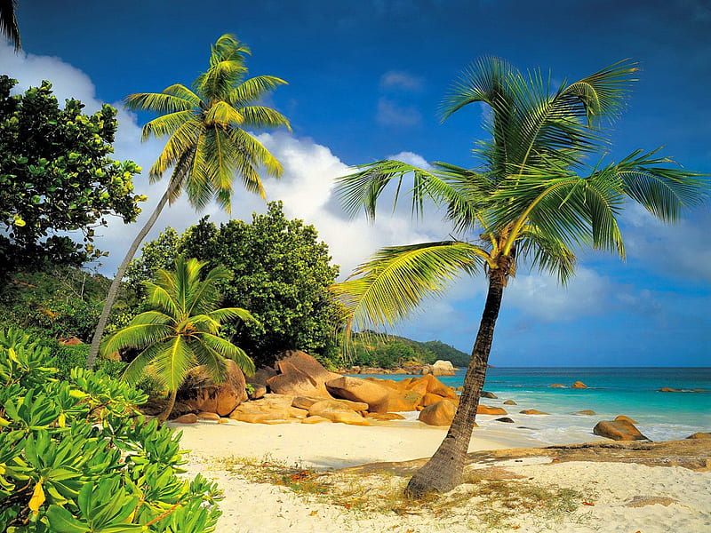 Tropical beauty, shore, clouds, bushes, sea, palm trees, beach, stones, beauty, horizons, tropics, blue, ocean, sky, trees, palms, nature, tropical, sands, HD wallpaper