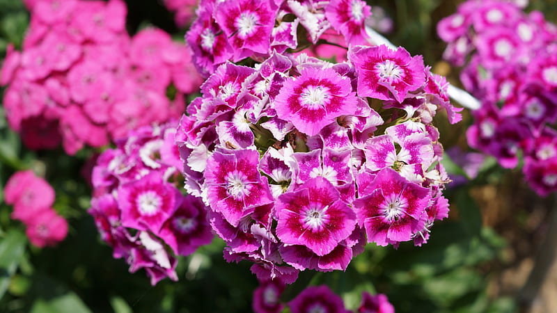 Dianthus, Pink, Caryophyllales, White, flowers, Caryophyllidae, Flower, Caryophyllaceae, HD wallpaper