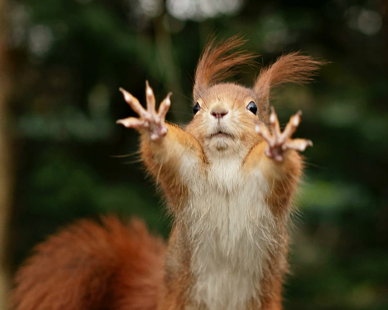 HD funny squirrel wallpapers | Peakpx