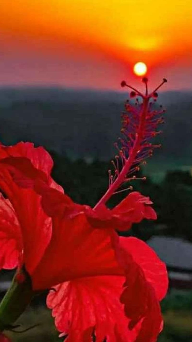 Flower with sun set , flowers, sunset, HD phone wallpaper