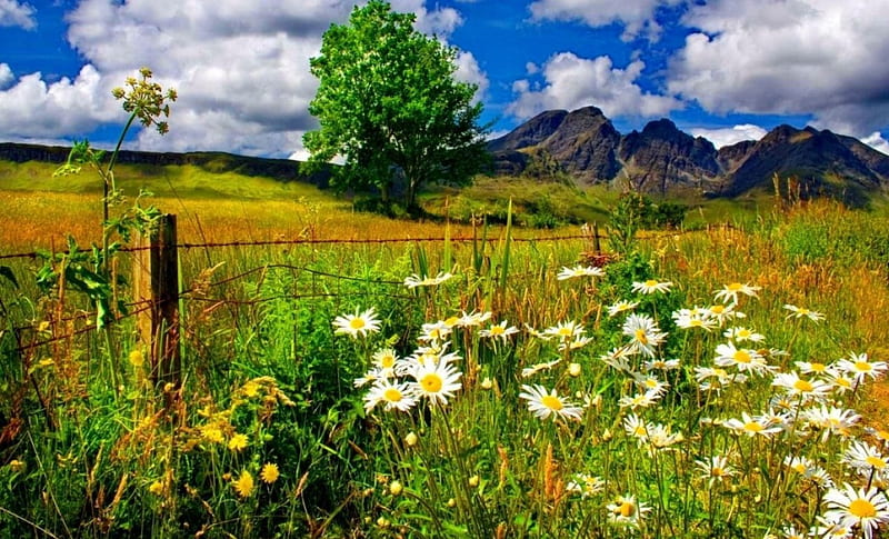 Spring Landscape, Landscape, Spring, Chamomile, Nature, HD wallpaper