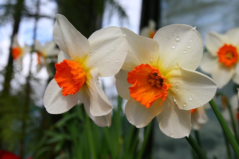 Happy Easter For All My Friends , daffodils, osterglocken, flower, flowers, easter, white orange, HD wallpaper