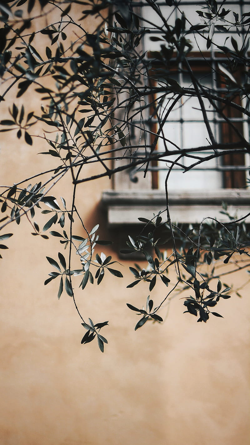 branch, leaves, window, wall, lattice, HD phone wallpaper