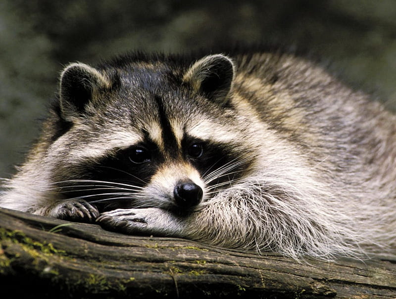 Cute Raccoon , Cute, Raccoon, Nice, Cool, HD wallpaper Cute Raccoon , Cute, Raccoon, Nice, Cool, HD wallpaper