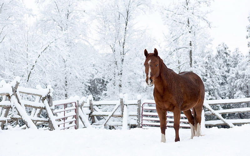 HORSE IN SNOW, up, sema show, cars , socal customs, HD wallpaper