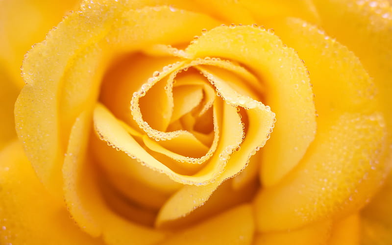 yellow rose bud, water droplets on a rose, yellow rose, beautiful yellow flower, roses, HD wallpaper