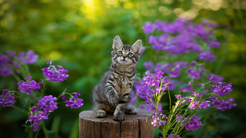Black Brown Cat Kitten Is Sitting On Wood Trunk In Purple Flowers Background Kitten, HD wallpaper