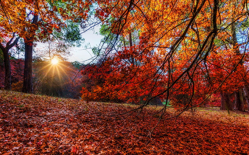 Autumn forest, yellow trees, sun rays, beautiful nature, HD wallpaper