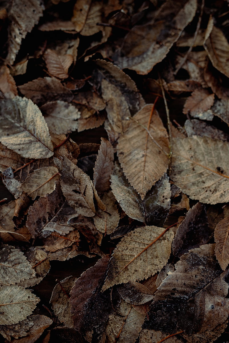 brown dried leaves on ground, HD phone wallpaper