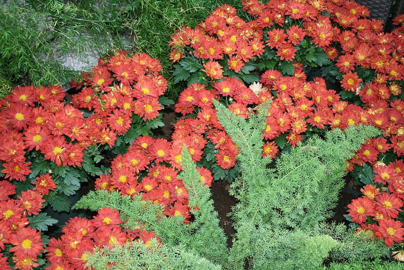 A great day to visit Edmonton Pyramids 29, red, graphy, chrysanthemums flower, green, yellow, garden, Flowers, HD wallpaper
