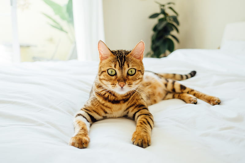 brown and black tabby cat on white comforter, HD wallpaper