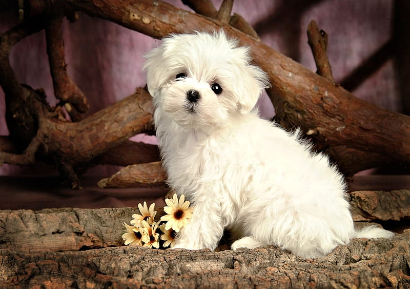 Maltese Puppy, Puppy, cute, Dog, Animals, HD wallpaper