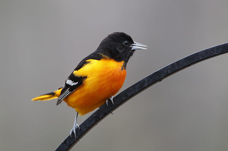 Baltimore Oriole, orange, high definition, black, birds, yellow, Oriole, cute, grey beak, maryland state bird, iron, round head, feathers, HD wallpaper