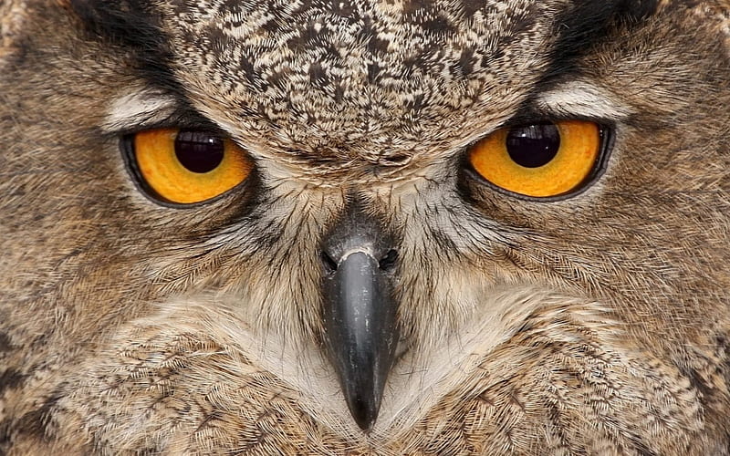Eyes of a predator, cool, Owl, background, 1920x1200, HD wallpaper