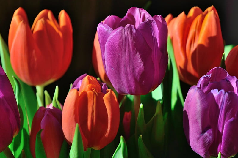 Spring Tulips, purple, orange, flowers, Spring, tulips, HD wallpaper ...
