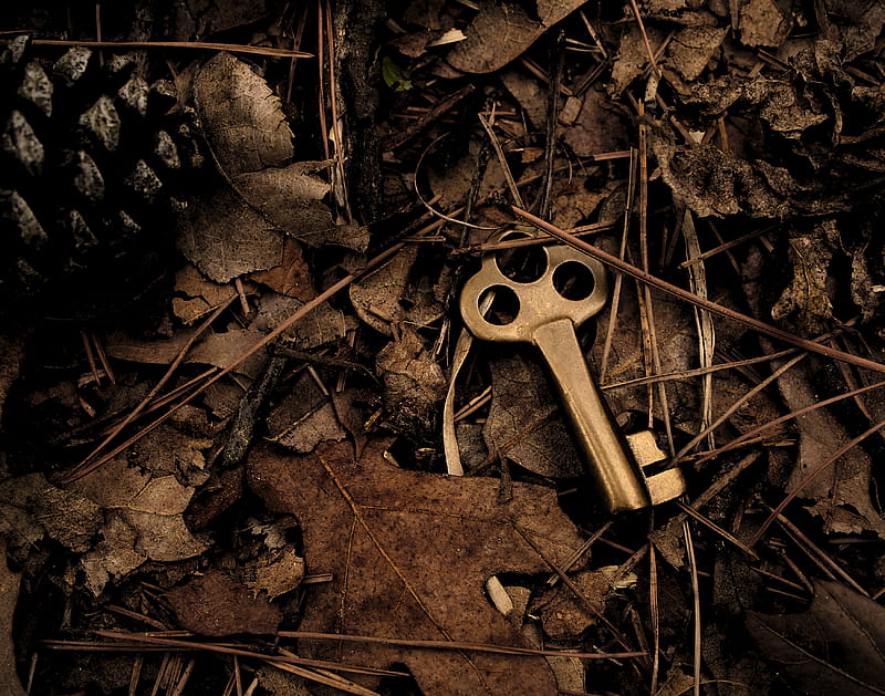 skeleton key surround with dry leaves, HD wallpaper