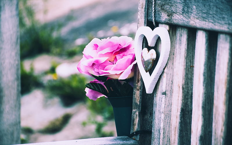 Still Life Pink Heart Wild Roses Chair Hd Wallpaper Peakpx