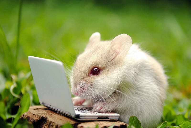 Dwarf hamster, animal, mouse, laptop, cute, funny, rodent, HD wallpaper