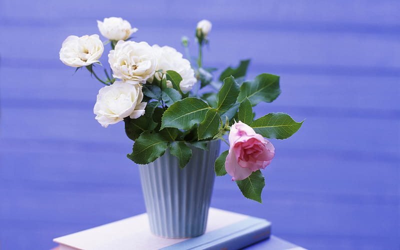 White pink flower pots-Seasonal flowers, HD wallpaper