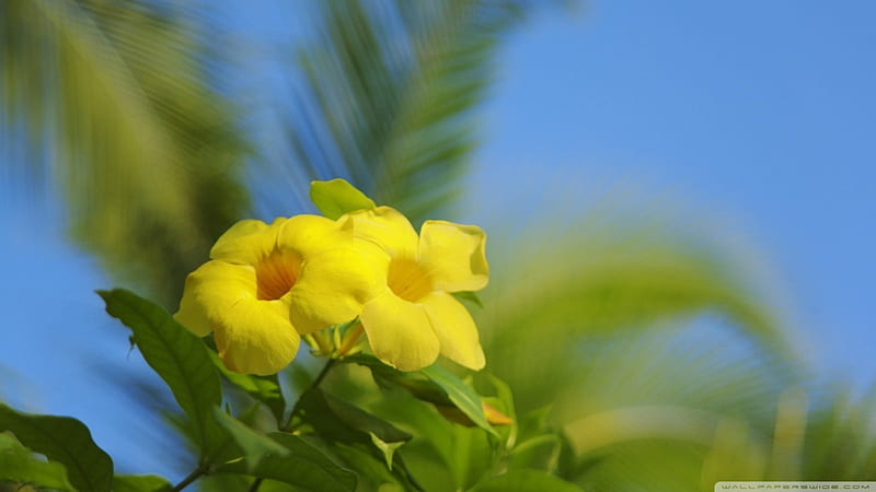 Hawaiian Allamanda Flowers, flowers, nature, allamanda, yellow flowers, HD wallpaper