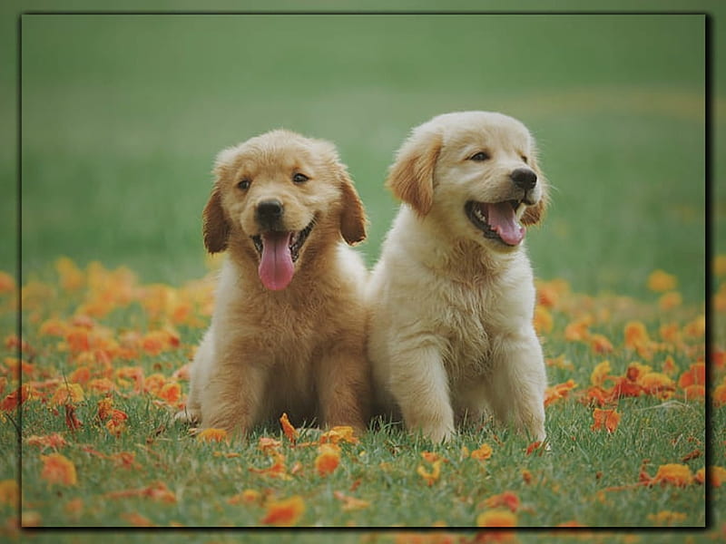 HD two puppies wallpapers | Peakpx
