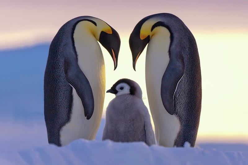 Royal Penguins, family, royal, penguins, antarctic, cold, HD wallpaper