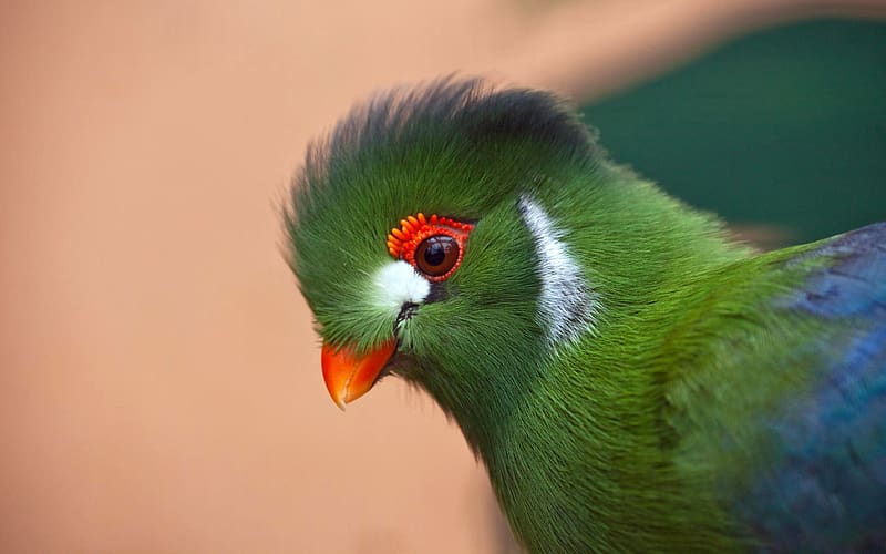 Birds, Bird, Animal, Quetzal Of Guatemala, Ethiopia, White Cheeked Turaco, HD wallpaper