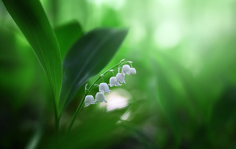 Lily of the valley, flower, lacramioare, green, white, HD wallpaper