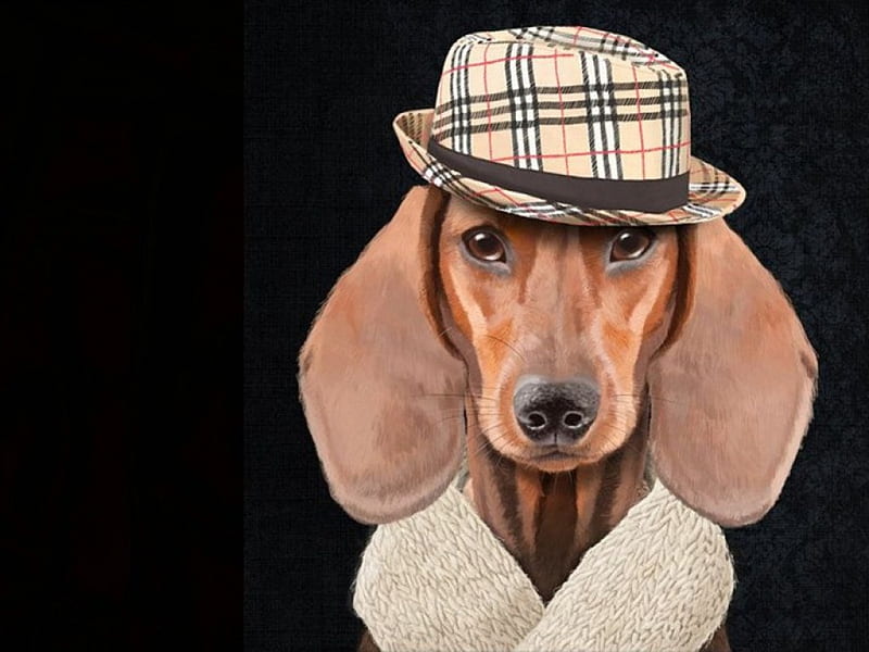Handsome dachshund, art, wiener, handsome, doxie, funny, dachshund, dog, hat, HD wallpaper