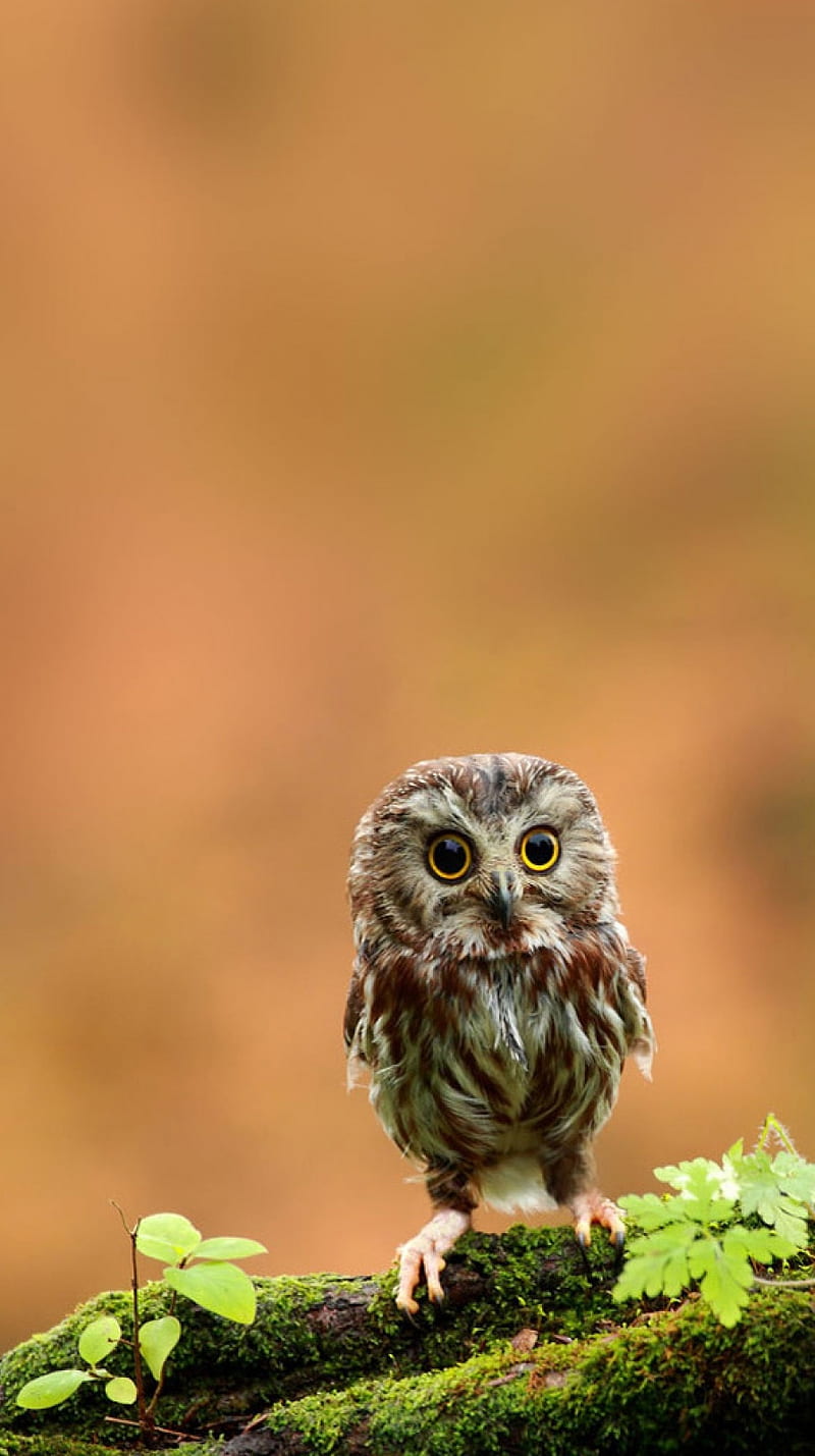 small Owl, bird, cute, nature, nice, small, HD phone wallpaper