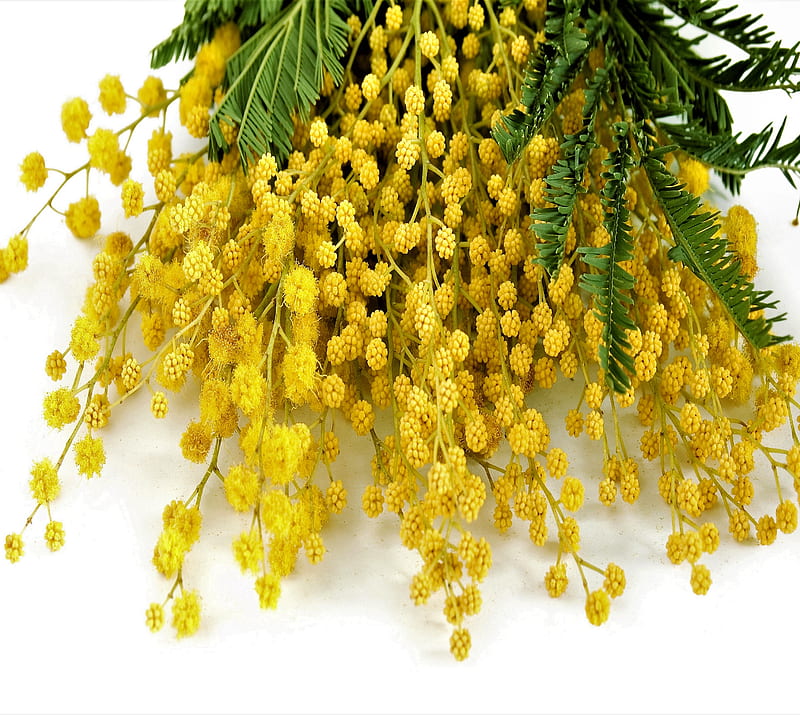 Womens Day, flowers, march 8, mimosa, yellow, HD wallpaper