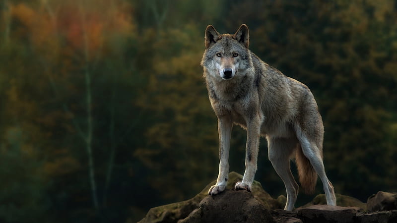 Gray Wolf, forest, wolf, gray, animal, HD wallpaper