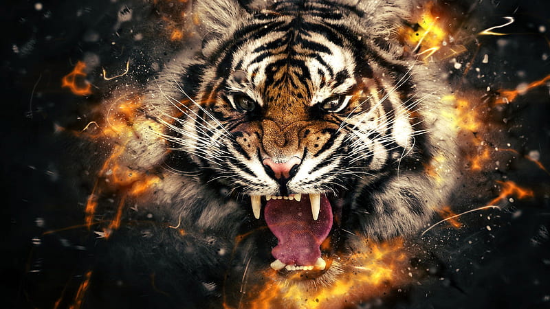 Tiger Head In Fire Fire, HD wallpaper
