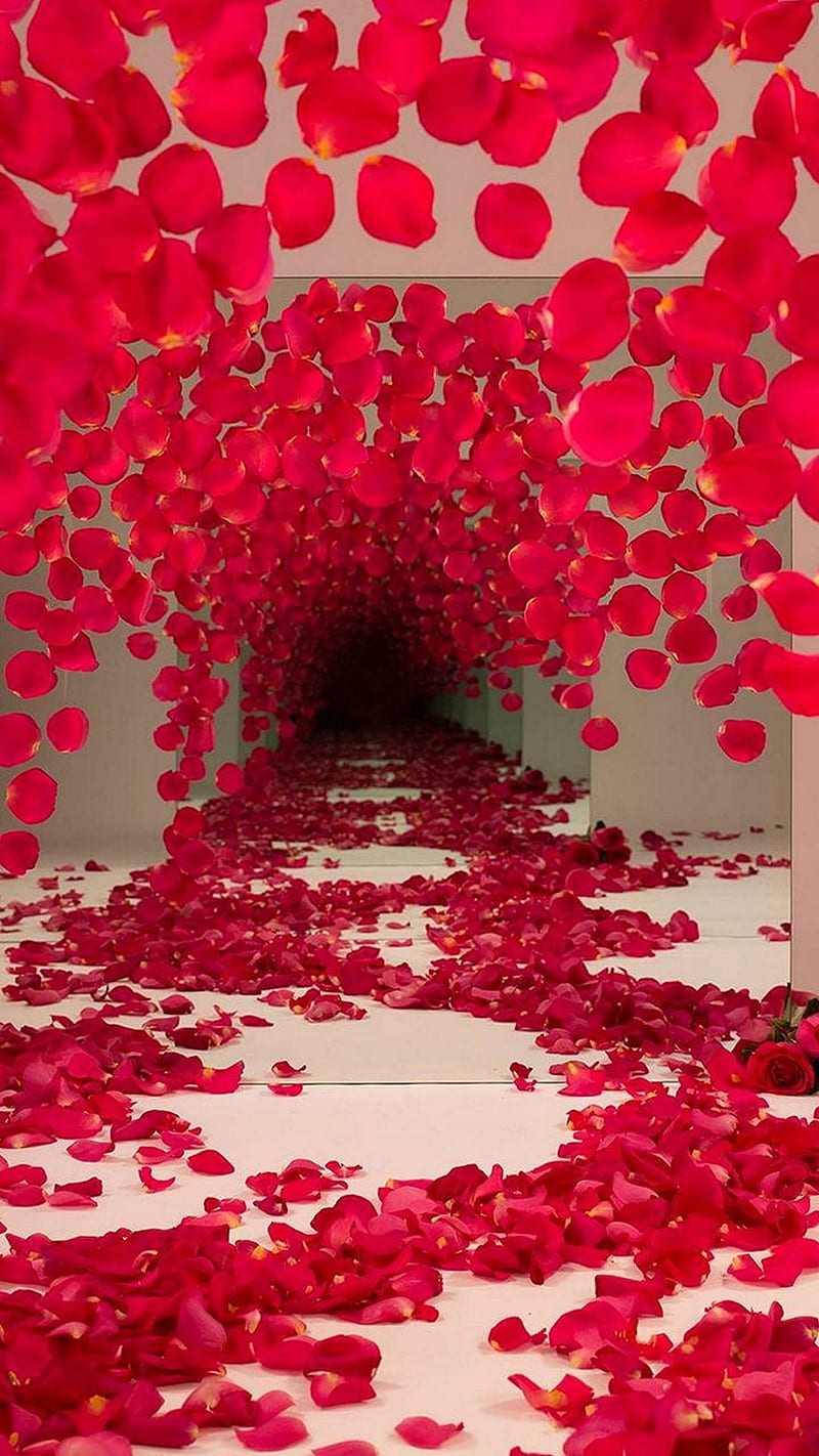 Rose petals , rose petals, red, background, romantic, HD phone wallpaper