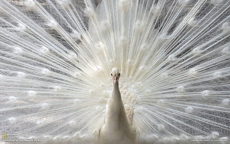 White peacock showing off its tail Sarasota, HD wallpaper