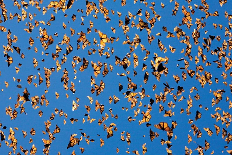 Monarch butterflies, swarm, group, cloud, orange, HD wallpaper