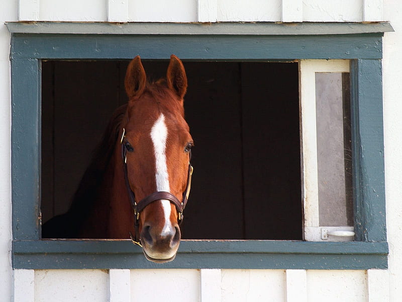 Thoroughbred Race Horse - Lexington, Kentucky, window, head, thoroughbred, kentucky, horse, race horse, horses, lexington kentucky, horse head, lexington, HD wallpaper