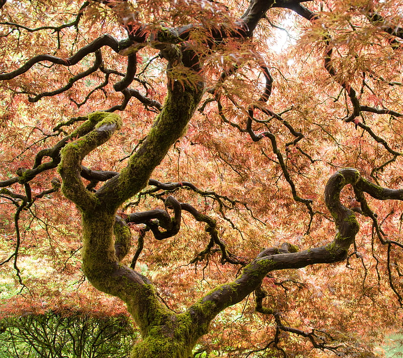 Japanese Maple 7, beauty, gorgeous, japanese maple, nature, trees, HD wallpaper
