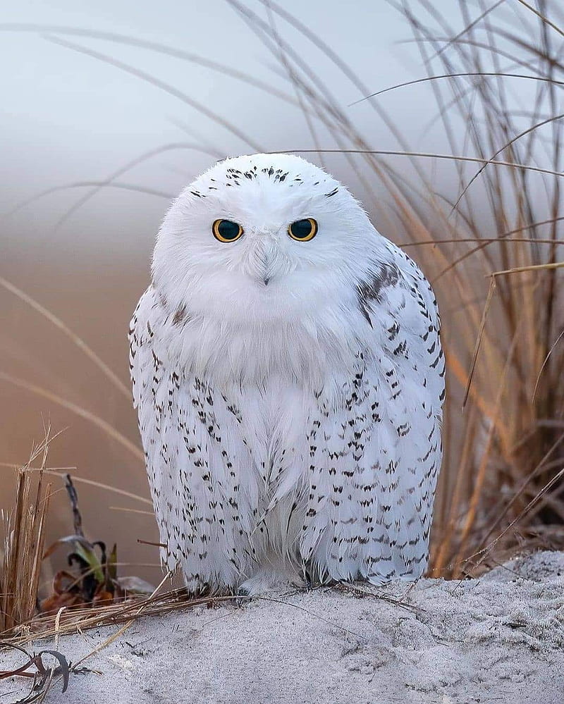 White Owl, owls, HD phone wallpaper | Peakpx