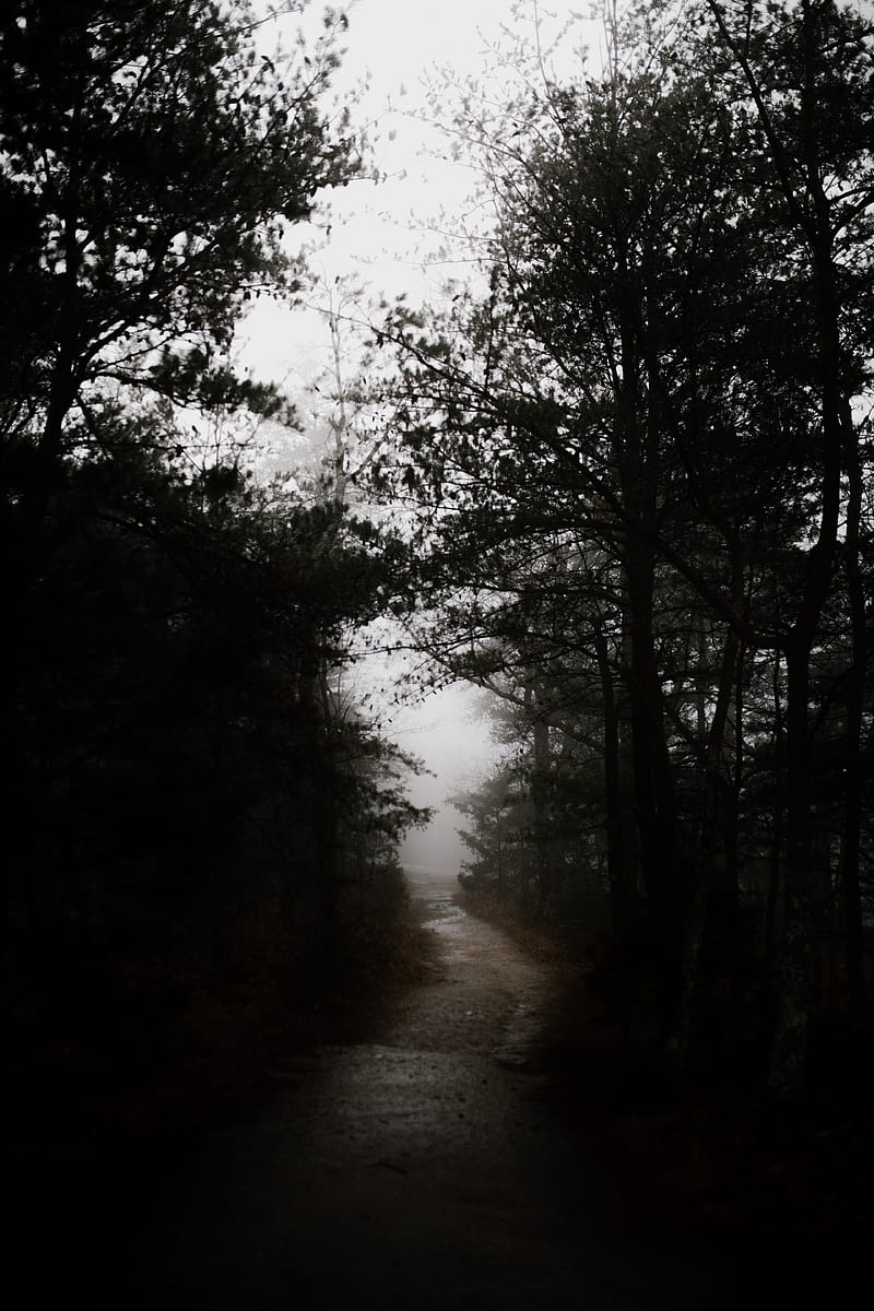 dark, forest, road, HD phone wallpaper