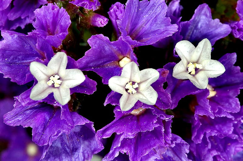Purple & white flowers, nature, white, purple, HD wallpaper
