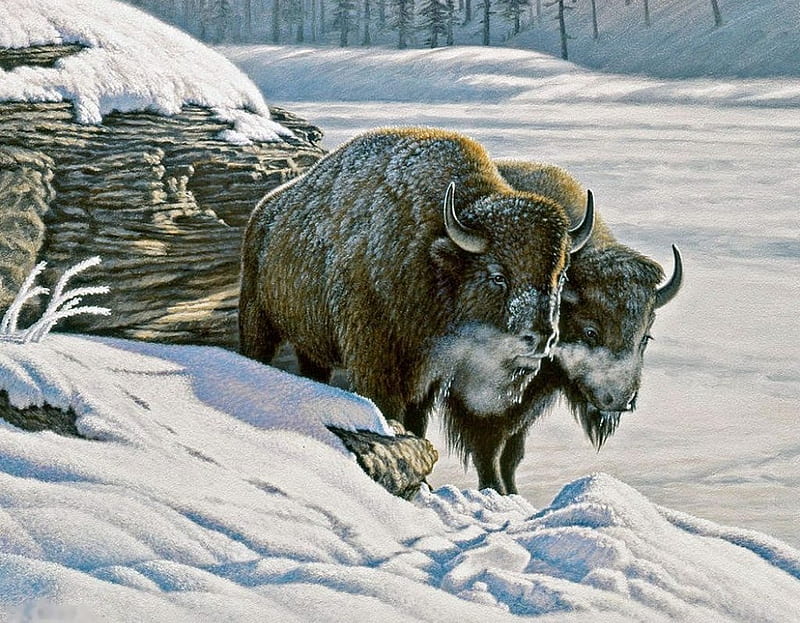 Buffaloes Snow Painting Artwork Animals Winter HD   Peakpx   HD   Buffaloes Snow Painting Artwork Animals Winter 