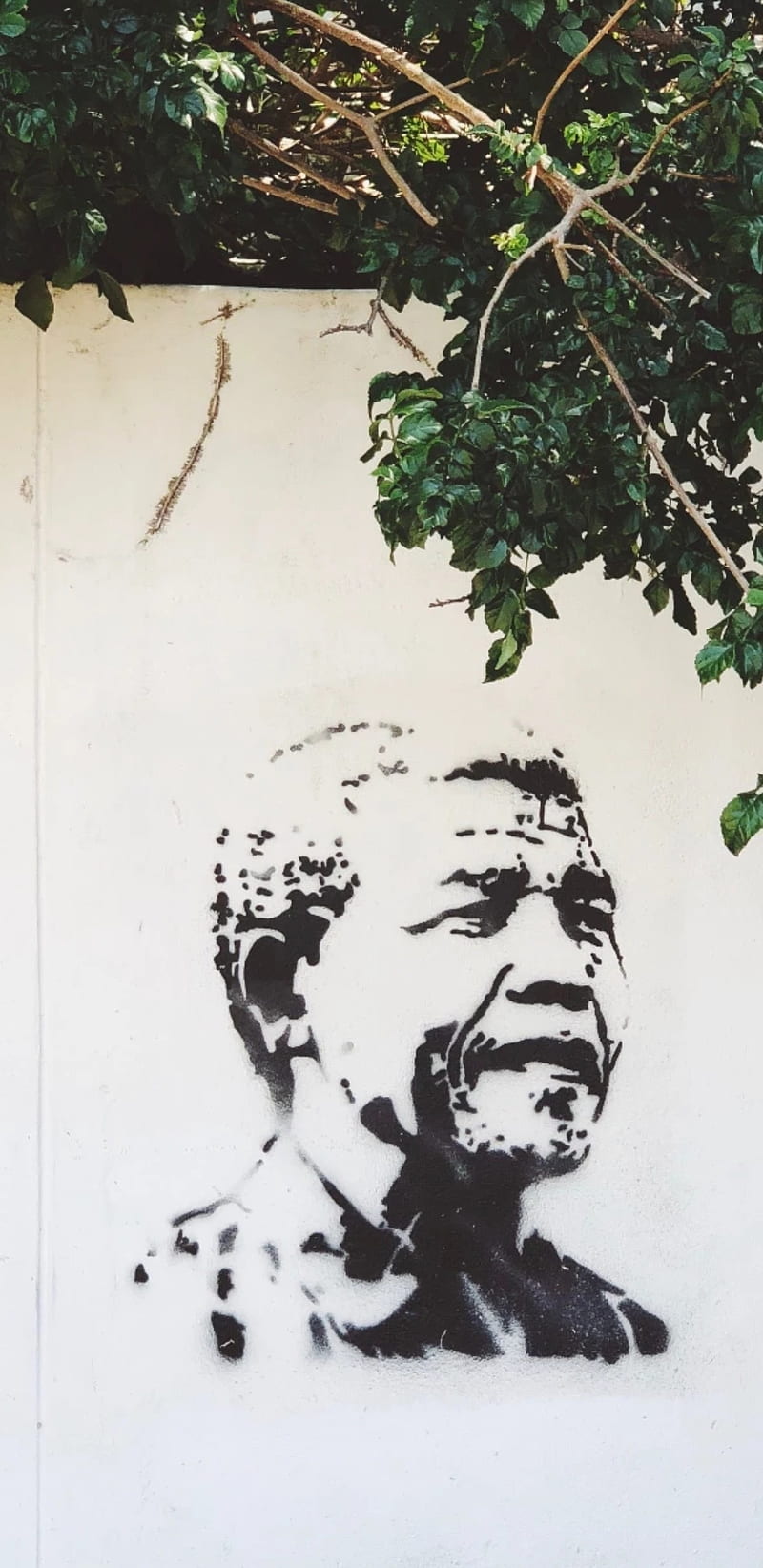 Nelson Mandela , garden, nelson mandela, HD phone wallpaper