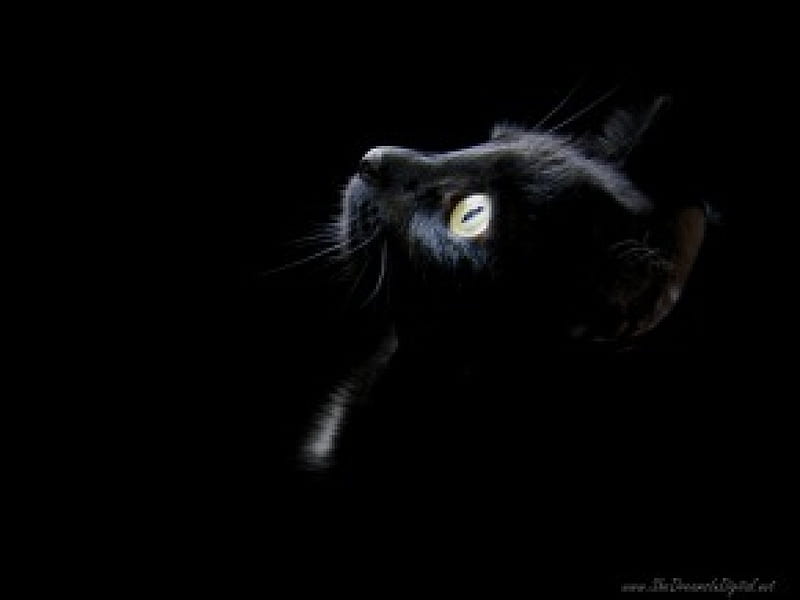 Gato negro, sombra, gatos, Fondo de pantalla HD | Peakpx