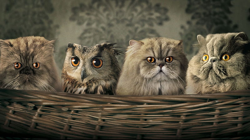 Funny Face Grey Yellow Eyes Cat Owls Inside Basket Funny, HD wallpaper