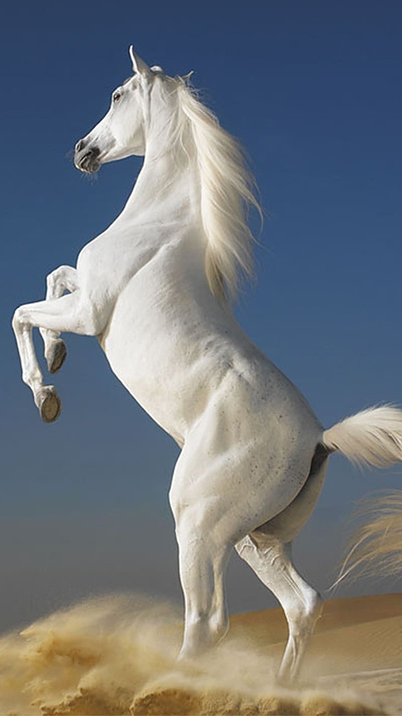 7 White Horse, faster horse, faster, horse, HD phone wallpaper ...