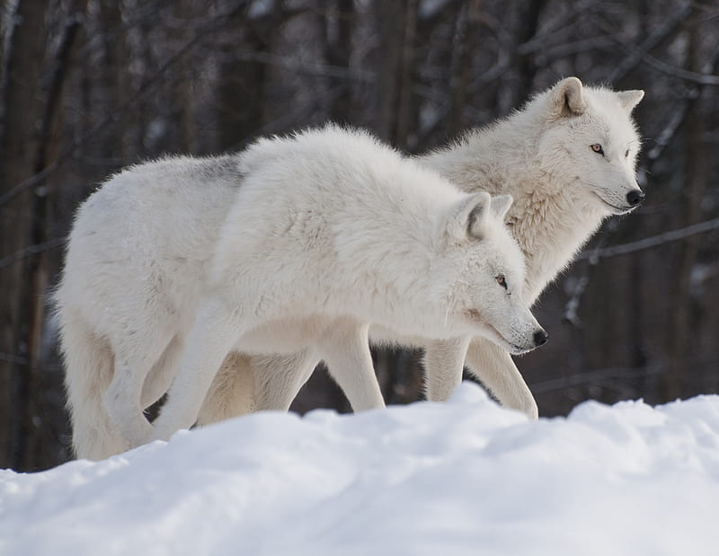 Snowy White Wolves, arctic wolves, white wolves, baby white wolves, snow, wolf pups, nature, wolves, grey wolves, animals, HD wallpaper