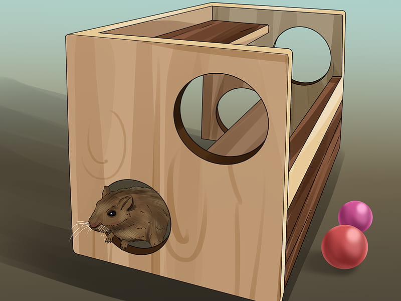 How to Catch a Gerbil on the Loose (with ), HD wallpaper