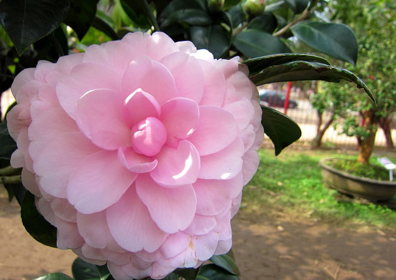 Camellia japonica, pretty, flowers, ornamental, pink, HD wallpaper